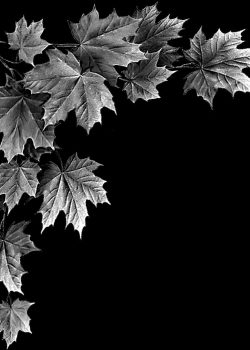 9c65514e70ff