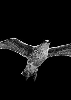 nature-bird-wing-black-and-white-white-animal-flying-seagull-wildlife-wild-gull-flight-mammal-black-monochrome-art-background-vertebrate-bat-monochrom